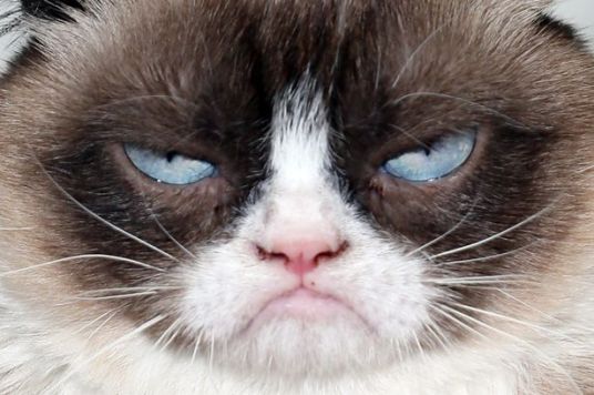 grumpy cat