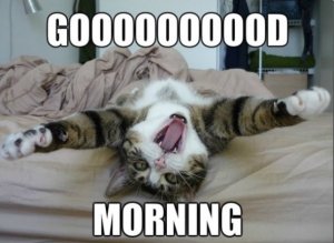 morning cat