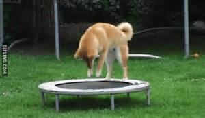 trampoline