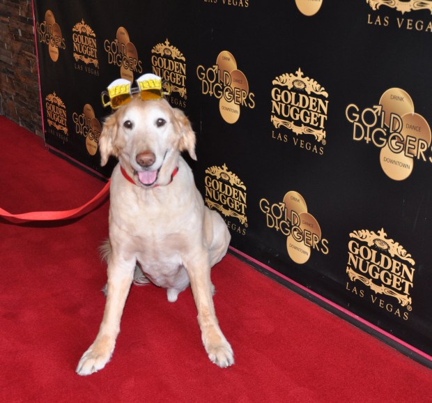 step-and-repeat-hunter