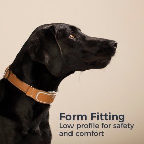 black dog with collar - Wonderful World of Bree