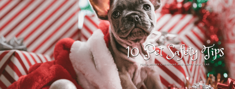 Pet holiday safety tips - Wonderful World of Bree